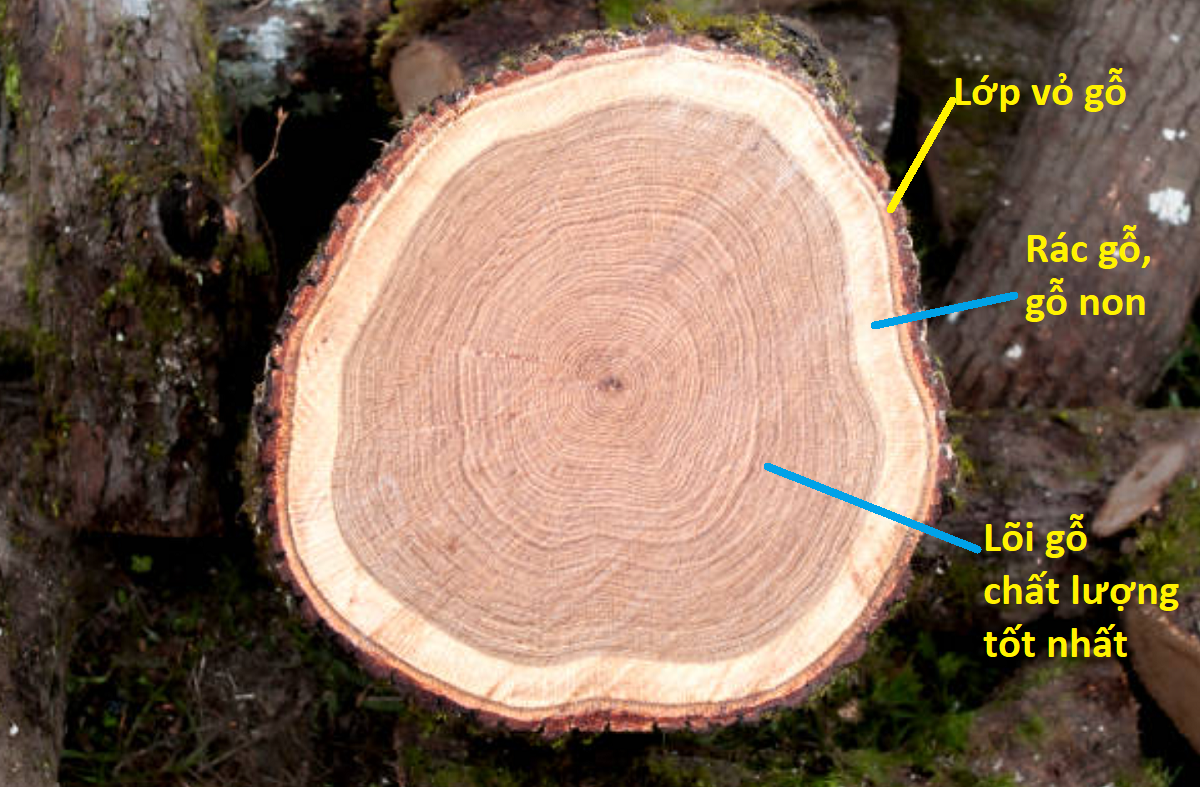 Oak wood, Ưu nhược điểm của gỗ sồi: Gỗ sồi là loại gỗ rất phổ biến và được đánh giá cao trong các sản phẩm nội thất hay đồ dùng gia đình. Tuy nhiên, gỗ sồi cũng có những ưu nhược điểm riêng như khả năng chống mối mọt tốt nhưng dễ bị cong vênh hay nứt nẻ. Hãy xem hình ảnh về oak wood để khám phá thêm về tính chất và đặc điểm của loại gỗ này.