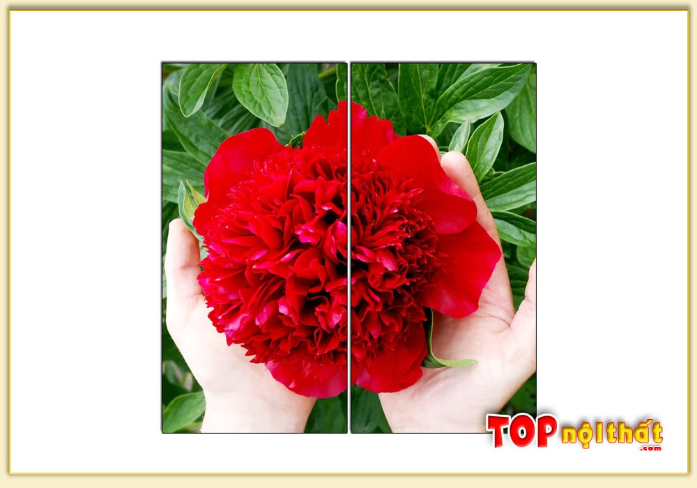 Hình ảnh Bức tranh hoa mẫu đơn đỏ 1 bông đẹp